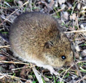 The western mouse (Pseudomys occidentalis) is a species found only in Australia